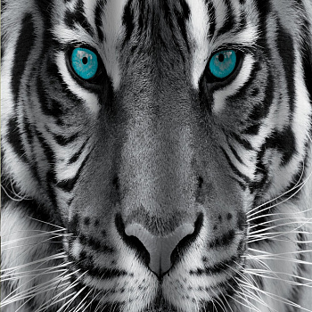 Штора для ванной BRIMIX ТИГР